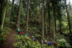 Ian Terry / The Herald

Trees tower above a group from Everett's YMCA as they hike along a trail at Forest Park in Everett on Tuesday, Feb. 21.

Photo taken on 02212017