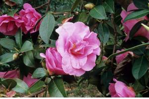 Camellia × williamsii “Brigadoon’” blooms during the darkest days of February. (Great Plant Picks)