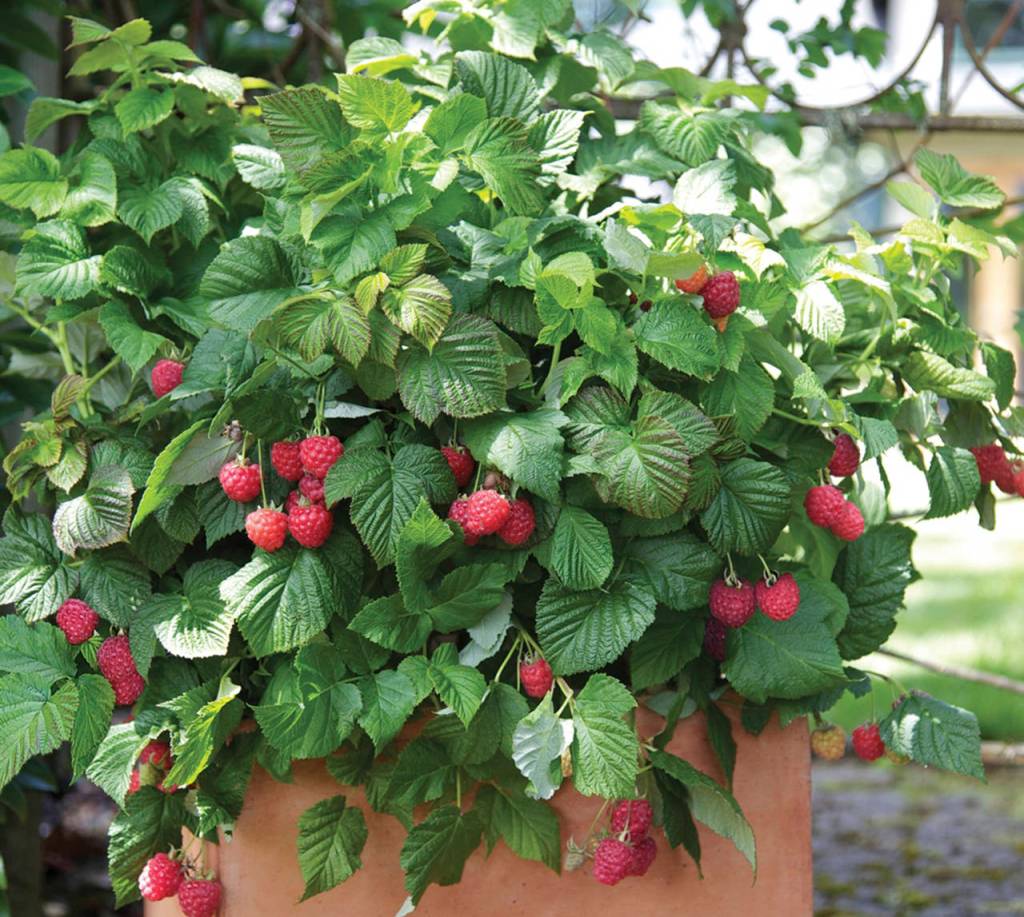 Just like strawberries, raspberries come in two forms: spring-bearing and ever-bearing. (Monrovia)
