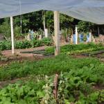 Crops grow in one of the Dajabón gardens made possible by local Rotarians. (contributed photo)