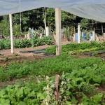 Crops grow in one of the Dajabón gardens made possible by local Rotarians. (contributed photo)