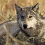 Gray wolves historically roamed across the state but were eradicated in Washington by 1930s. In recent decades wolves have been migrating back to the state from Canada, Idaho and Oregon. John and Karen Hollingsworth/U.S. Fish and Wildlife Service