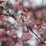 "Pink Dawn" viburnum is covered with deliciously fragrant pink flowers from November through March. (Getty Images)