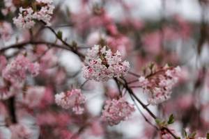 "Pink Dawn" viburnum is covered with deliciously fragrant pink flowers from November through March. (Getty Images)