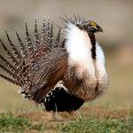 FILE - In this April 22, 2015, file photo, a male sage grouse struts in the early morning hours outside Baggs, Wyo. A federal judge has overturned a Trump administration action that would have allowed mining and other development in parts of areas spanning six western states that are considered important for the survival of the struggling bird species. (Dan Cepeda/The Casper Star-Tribune via AP, File)