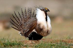 FILE - In this April 22, 2015, file photo, a male sage grouse struts in the early morning hours outside Baggs, Wyo. A federal judge has overturned a Trump administration action that would have allowed mining and other development in parts of areas spanning six western states that are considered important for the survival of the struggling bird species. (Dan Cepeda/The Casper Star-Tribune via AP, File)