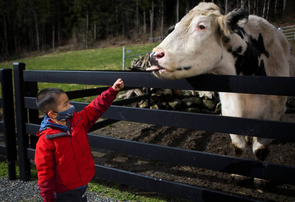 Riley Wong, visiting Pasados with his family on Friday reach out his hand for Blue to smell. (Olivia Vanni / The Herald)