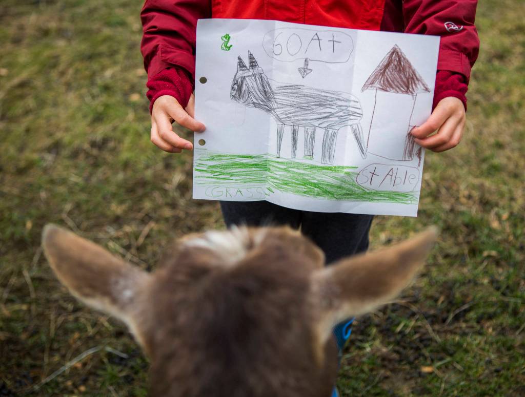 Smudge looks at a drawing Riley Wong made of her. Being a goat, Smudge wanted to eat the letter. (Olivia Vanni / The Herald)