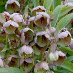 Sterns hellebores flower buds are flushed with deep red and open in late winter to reveal chartreuse interiors. (Richie Steffen)