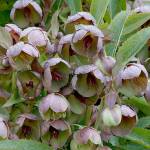 Stern’s hellebore’s flower buds are flushed with deep red and open in late winter to reveal chartreuse interiors. (Richie Steffen)