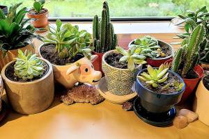 Can houseplants make you happy? We think so. (Jennifer Bardsley)