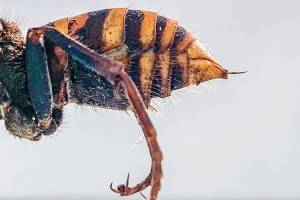 In this Dec. 30, 2019, photo provided by the Washington State Department of Agriculture, the stinger of a dead Asian giant hornet is photographed in a lab in Olympia, Wash. The world's largest hornet, a 2-inch long killer with an appetite for honey bees, has been found in Washington state and entomologists are making plans to wipe it out. Dubbed the "Murder Hornet" by some, the Asian giant hornet has a sting that could be fatal to some humans. It is just now starting to emerge from hibernation. (Karla Salp/Washington State Department of Agriculture via AP)