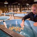 Paul McElhany picks up a container holding some of his labs current Dungeness crab in one of the outer buildings at Northwest Fisheries Science Centers Mukilteo Research Station. (Olivia Vanni / Herald file)