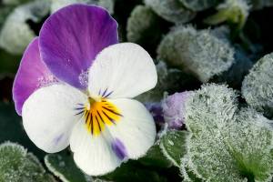 If you're a gardener who just can't wait for spring, winter-blooming pansies will tide you over. (Getty Images)