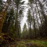 An access road leads into plot of land located in north Darrington that could potentially be used to build a 30-acre Wood Innovation Center, which will house CLT manufacturing and modular building companies in Darrington. (Olivia Vanni / Herald file)