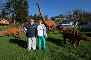 About a dozen metal dinosaurs sit in the front yard of a home owned by Burt Mason and Mary Saltwick on Wednesday, Feb. 3, 2021 in Freeland, Washington. The couple are used to finding strangers in their yard and taking photos. Every year on their trip to Tucson, Burt and Mary bring home another figure  (Andy Bronson / The Herald)