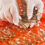 Crystals are sorted Friday afternoon at the Carnegie Library in Snohomish. (Kevin Clark / The Herald)