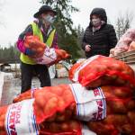 Farmer Frog volunteer Amy Drackert helps load potatoes into cars Friday in Woodinville. (Olivia Vanni / The Herald)