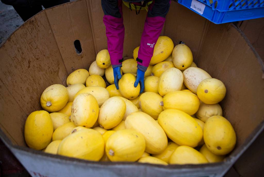 A volunteer grabs a squash out of the bin while donation are loaded into a nearby car Friday in Woodinville. (Olivia Vanni / The Herald)