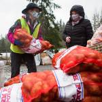 Farmer Frog volunteer Amy Drackert helps load potatoes into cars on Friday, March 5, 2021 in Woodinville, Wa. (Olivia Vanni / The Herald)