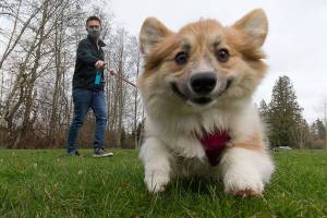 James Myles walks his 5-month-old Pembroke Welsh Corgi Ellie around Martha Lake Park on Tuesday, March 2, 2021 in Lynnwood, Washington. Myles entered Ellie into a contest called Americas Favorite Pet, where she's currently in 2nd place for her group. (Andy Bronson / The Herald)