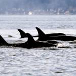 FILE - In this Jan. 18, 2014, file photo, endangered orcas from the J pod swim in Puget Sound west of Seattle, as seen from a federal research vessel that has been tracking the whales. A new study from federal researchers provides the most detailed look yet at what the Pacific Northwest's endangered orcas eat. Scientists with the NOAA Fisheries Northwest Fisheries Science Center spent years collecting fecal samples from the whales as well as scales from the fish they devoured. They say their data reaffirm the central importance of Chinook salmon to the whales. (AP Photo/Elaine Thompson, File)