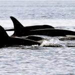 FILE - In this Jan. 18, 2014, file photo, endangered orcas from the J pod swim in Puget Sound west of Seattle, as seen from a federal research vessel that has been tracking the whales. A new study from federal researchers provides the most detailed look yet at what the Pacific Northwest's endangered orcas eat. Scientists with the NOAA Fisheries Northwest Fisheries Science Center spent years collecting fecal samples from the whales as well as scales from the fish they devoured. They say their data reaffirm the central importance of Chinook salmon to the whales. (AP Photo/Elaine Thompson, File)