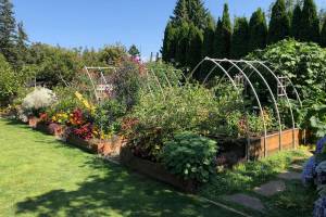 If you decide to add raised beds to your garden, the dimensions should be at least 10 to 12 inches high and no more than 4 to 5 feet wide. The length is up to you and your available space. (Nicole Phillips)