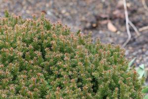 Vilmoriniana’s needles are olive in color most of the year, but often take on bronze or purple highlights in wintertime. (Richie Steffen)