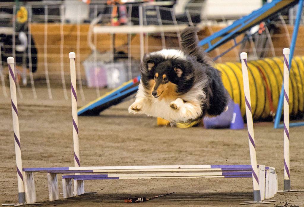 Cooper, a collie from Monroe, is in the running in a group led by a sassy six-pounder named Peeta. (Submitted photo)