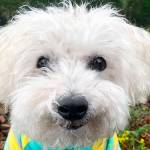 Largent, the Puyallup adventure dog, is well known in Washingtion Hikers circles and now vying to be America's Favorite Pet. (Submitted photo)