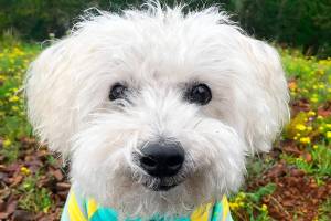 Largent, the Puyallup adventure dog, is well known in Washingtion Hikers circles and now vying to be America's Favorite Pet. (Submitted photo)