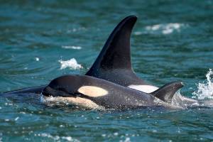 Orca calf L125 is seen with its mother, L86. (Center for Whale Research)
