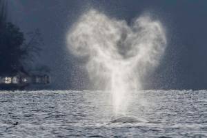 Photo by Bob VonDrachek
Shot this morning (3/8/21) from the public parking lot at Hidden Beach in Greenbank.  The whales were pretty far off shore at the time in mid channel.