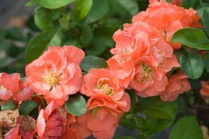 You can find the new "Double Take" flowering quince in four different colors, including peach. (Proven Winners)
