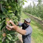 In this June 2020 photo, orchard worker Francisco Hernandez picks honeycrisp apples off a tree at an orchard in Yakima. (AP Photo/Elaine Thompson, File)