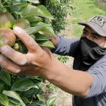 FILE - In this June 16, 2020, file photo, orchard worker Francisco Hernandez reaches to pull honeycrisp apples off a tree during a thinning of the trees at an orchard in Yakima, Wash. Many U.S. health centers that serve agricultural workers across the nation are receiving COVID-19 vaccine directly from the federal government in a program created by the Biden administration. But in some states, farmworkers are not yet in the priority groups authorized to receive the shots. (AP Photo/Elaine Thompson, File)