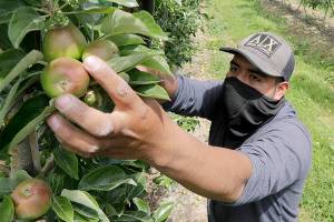 FILE - In this June 16, 2020, file photo, orchard worker Francisco Hernandez reaches to pull honeycrisp apples off a tree during a thinning of the trees at an orchard in Yakima, Wash. Many U.S. health centers that serve agricultural workers across the nation are receiving COVID-19 vaccine directly from the federal government in a program created by the Biden administration. But in some states, farmworkers are not yet in the priority groups authorized to receive the shots. (AP Photo/Elaine Thompson, File)