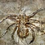 Spider in Amber by Curt Labitzke