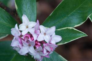 This Daphne's rosy-pink flower buds open to white, sweetly fragrant flowers in March. (Richie Steffen)