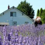 A woman gathers flowers at Snofalls Lavender Farm outside Fall City on July 18, 2020. Aaron Kunkler/staff photo