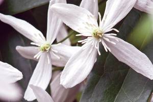 "Snowdrift" evergreen clematis gets its name from the profusion of small pure-white flowers that cover it like a sudden snow flurry. (Richie Steffen)