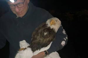 Photo provided
Dr. David Parent with the eagle he rescued near Lone Lake.