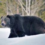 This 2019 photo shows a grizzly bear (Ursus arctos horribilis) in Grand Teton National Park, Wyoming. (Joe Lieb/USFWS via AP, file)