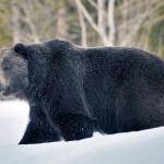 In this 2019 photo provided by the U.S. Fish and Wildlife Service is a grizzly bear (Ursus arctos horribilis) in Grand Teton National Park, Wyo. Grizzly bears are slowly expanding in the northern Rocky Mountains but scientists say they need continued protections and have concluded no other areas of the country would be suitable for the fearsome animals. The Fish and Wildlife Service on Wednesday, March 31, 2021, released its first assessment in almost a decade on the status of grizzly bears in the contiguous U.S. (Joe Lieb/USFWS via AP)