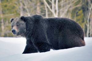 In this 2019 photo provided by the U.S. Fish and Wildlife Service is a grizzly bear (Ursus arctos horribilis) in Grand Teton National Park, Wyo. Grizzly bears are slowly expanding in the northern Rocky Mountains but scientists say they need continued protections and have concluded no other areas of the country would be suitable for the fearsome animals. The Fish and Wildlife Service on Wednesday, March 31, 2021, released its first assessment in almost a decade on the status of grizzly bears in the contiguous U.S. (Joe Lieb/USFWS via AP)