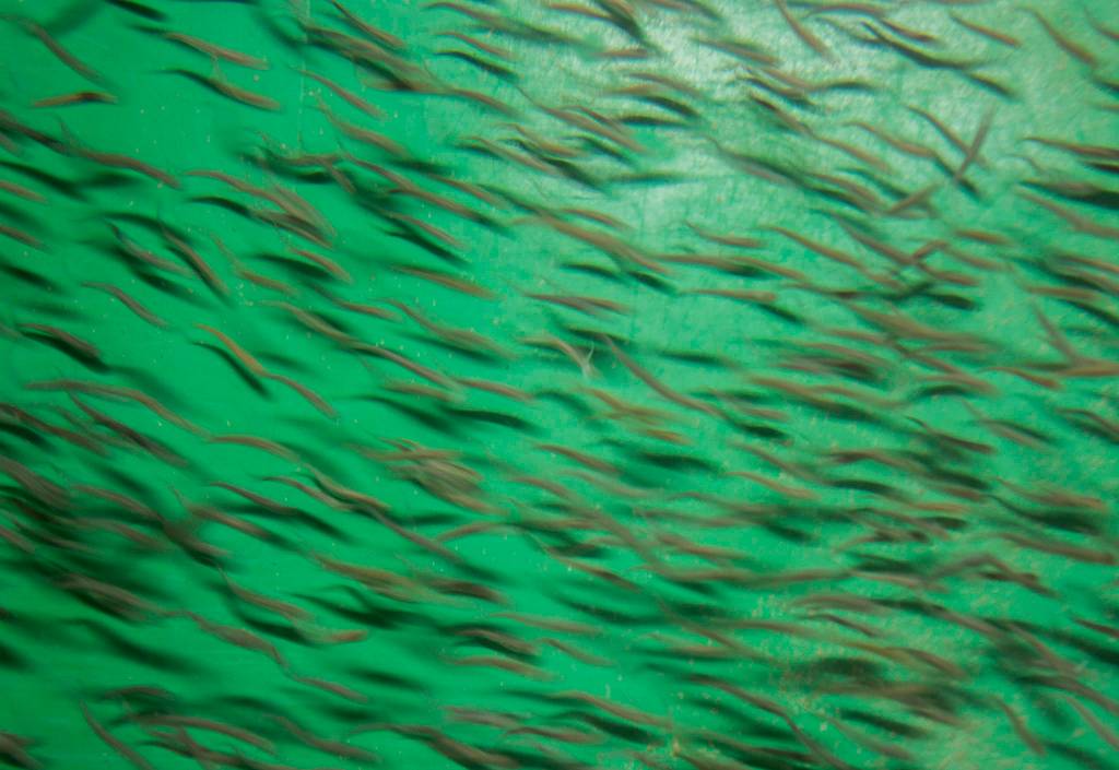 Chum salmon fry swim in one of the holding tanks at the Stillaguamish Tribe Salmon Hatchery at Harvey Creek on March 26 in Arlington. (Olivia Vanni / The Herald)