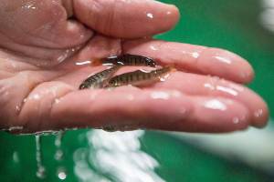 Coho salmon fry from the Stillaguamish Tribe Salmon Hatchery at Harvey Creek on Friday, March 26, 2021 in Arlington, Wa. (Olivia Vanni / The Herald)