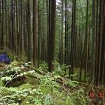 A mans body was found off Sultan Basin Road in 2007, in overgrown woods covered in downed trees and ferns. (Courtesy of the Snohomish County Medical Examiners Office.)