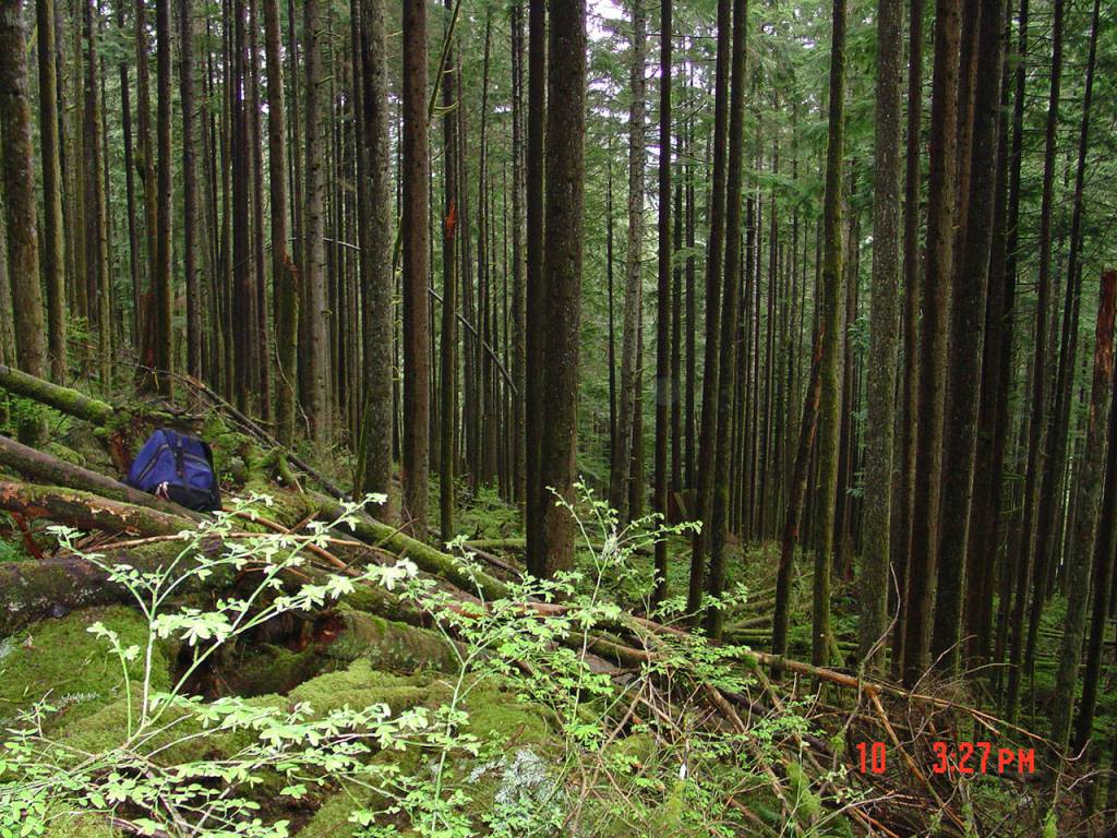 A mans body was found off Sultan Basin Road in 2007, in overgrown woods covered in downed trees and ferns. (Courtesy of the Snohomish County Medical Examiners Office.)